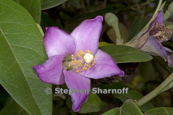 lagunaria patersonii 1 graphic